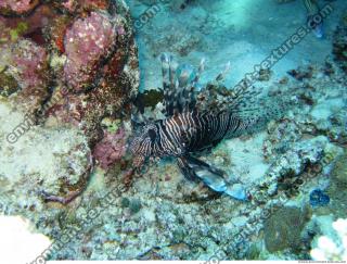 Pterois volitans Red lionfish 2